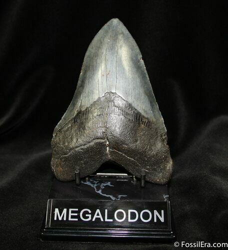 Sharply Serrated Inch Megalodon Tooth #703